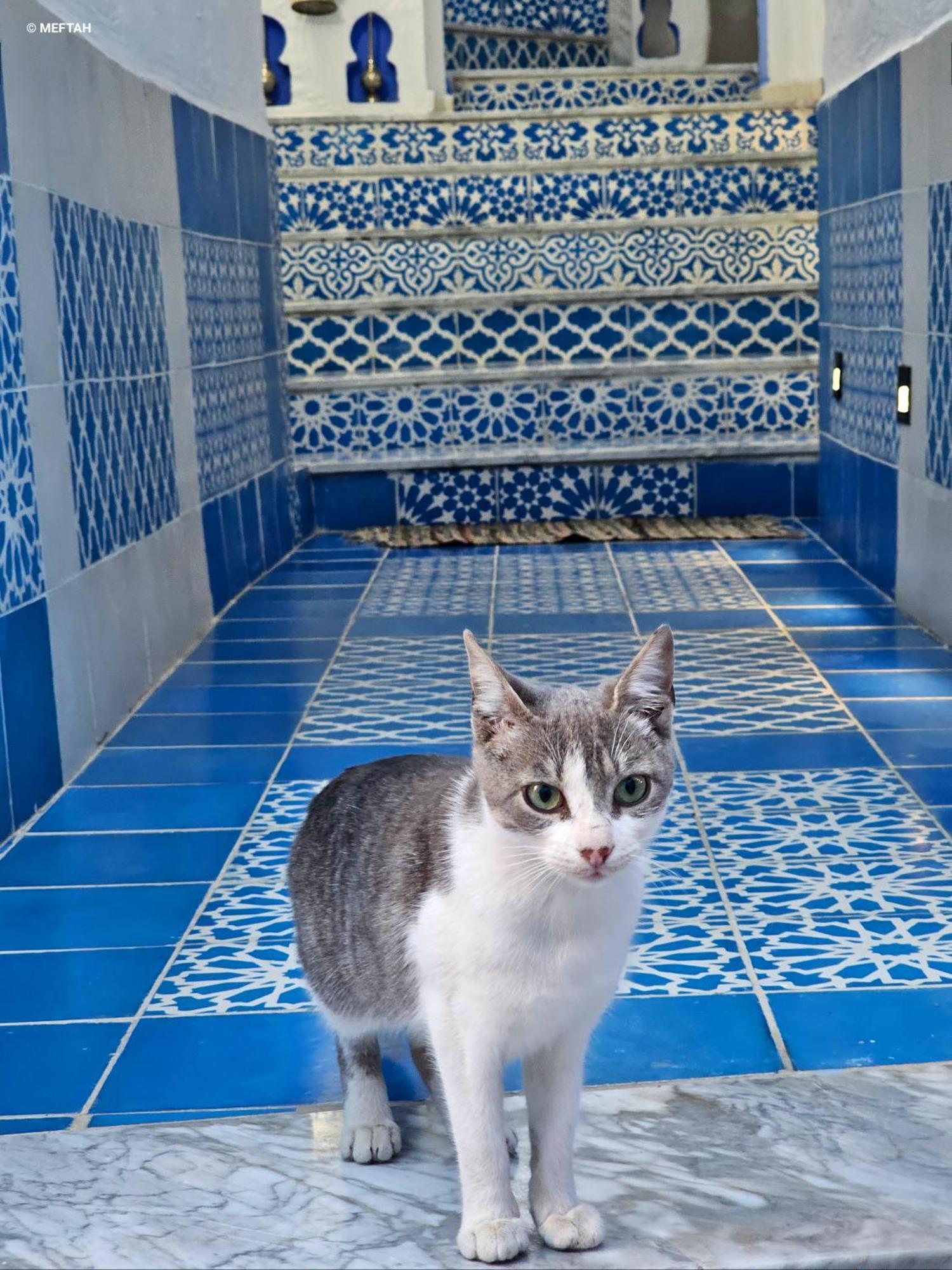 舍夫沙万Casa Meftah Blue公寓 外观 照片